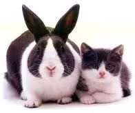 gato_lebre