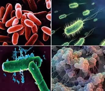 bacteria.avif